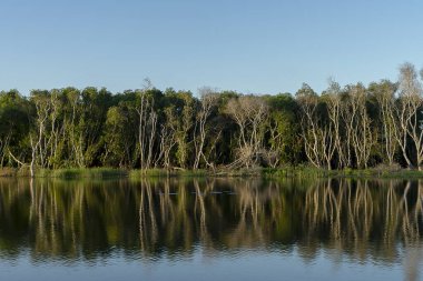 Suyun yüzeyine yansıyan ölü ağaçlar..