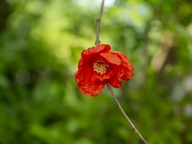 Polen nar çiçek dalı bulanıklık yeşil arka plan ile kapatın. (Punica granatum)