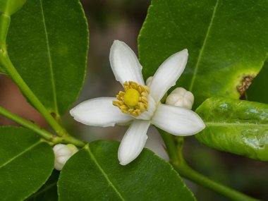 Bulanık arka plan ile bir şube turuncu çiçekler yakın. (Bilimsel adı Citrus japonica)