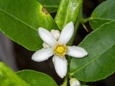 Bulanık arka plan ile bir şube turuncu çiçekler yakın. (Bilimsel adı Citrus japonica)