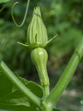 Butternut Squash ya da Butternut Balkabağı çiçeğinin (Cucurbita moschata 'Butternutt')