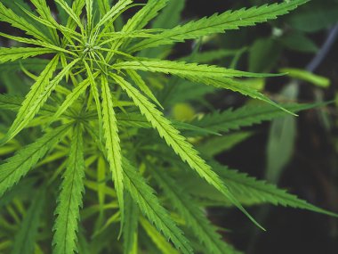 Yakın Yeşil Esrar veya Tay sopa mat renk tonuyla ağaç yaprakları kadar. (Esrar sativa indica) Kenevir bitki bitkileri, kenevir esrar Cbd.