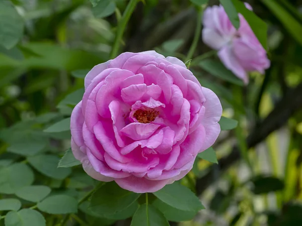 Rose Damas Rose Fleur Rosa Damascena — Photo