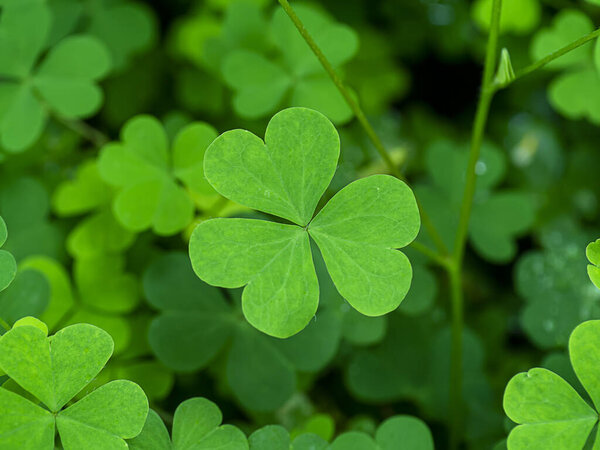 Close up Creeping lady 's sorrel plant (Oxalis corniculata
).