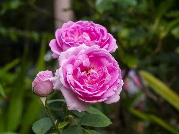 Różowy Kwiat Damaszka Róży Rosa Damascena — Zdjęcie stockowe