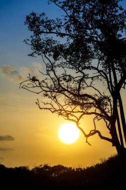 günbatımı gökyüzü arka plan ağaç siluet.