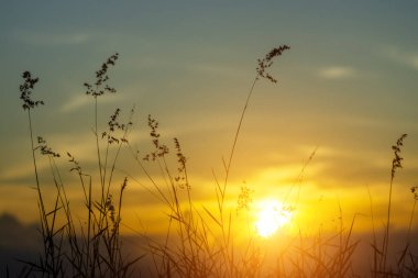 Silhouette of Flower grass in the summer with sunset background