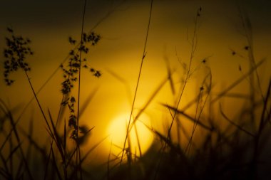 Silhouette of Flower grass in the summer with sunset background