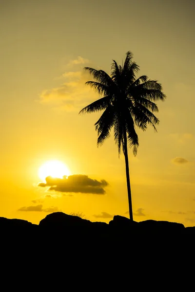 Silhouette Coconut Tree Sun Sky Background — Stock Photo, Image