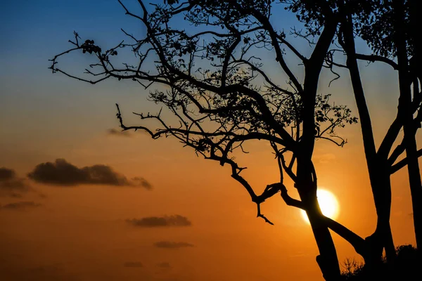 Árbol Silueta Con Fondo Cielo Puesta Sol — Foto de Stock