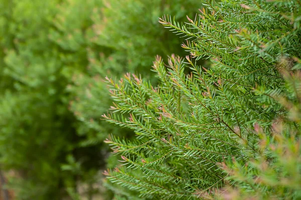 Juniper Tree Growing Blur Background Park — Stok fotoğraf