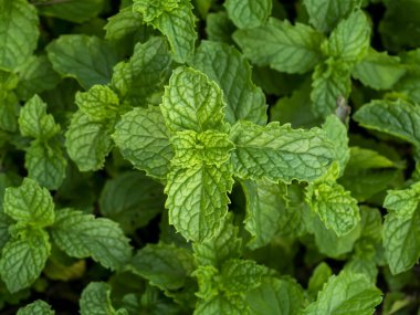 Taze bitki - Mutfak Nane veya Marsh Nane Yaprağı (Metha cordifolia Opiz)