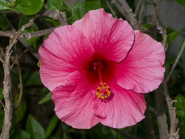 Pembe Çin gülü ya da ayakkabı çiçeğini kapat. (Hibiscus rosa-sinensis)