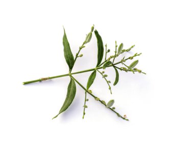 Close up Andrographis paniculata plant on white background. clipart