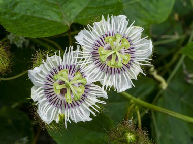 Fetid passionflower, Scarletfruit passionflower, Stinking passionflower (Passiflora foetida) clipart