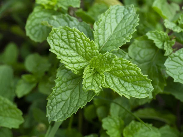Fresh Herb Kitchen Mint Marsh Mint Leaf Metha Cordifolia Opiz — Stock Photo, Image