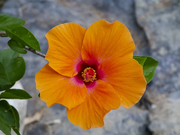 Fermer Rose Chinoise Orange Fleur Chaussure Hibiscus Rosa Sinensis — Photo