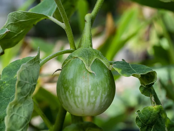 Close Ripe Yellow Berried Nightshade Solanum Xanthocarpum Schrad — Stock Photo, Image