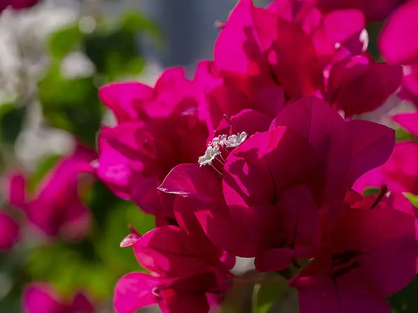 Närbild Papper Blomma Eller Bougainvillea Blomma Bougainvillea Glabra Choisy — Stockfoto