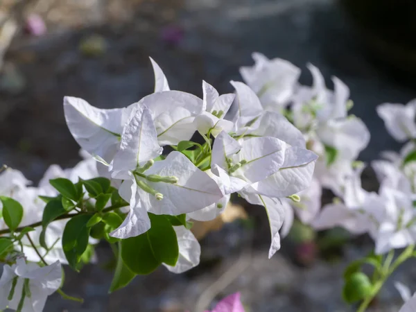 紙の花やブーゲンビリアの花の閉鎖 ブーゲンビリア グラブラブラ チョワジー — ストック写真