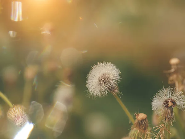 Wit Bloemengras Lichtflits Met Zonlicht Het Zomerseizoen — Stockfoto