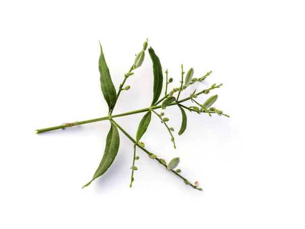 Close Andrographis Paniculata Plant White Background — Stock Photo, Image