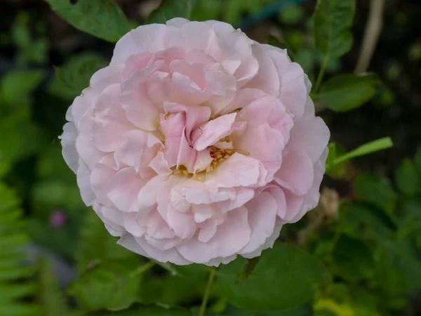 Pink Damask Rose Flower Rosa Damascena — Stock fotografie