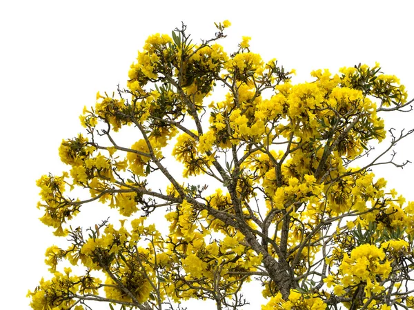 庭の緑の葉や木の枝に咲くTabebuia Aureaの花 — ストック写真