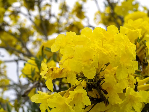 Цветки Tabebuia Aurea Цветущие Зеленых Листьях Ветвях Деревьев Саду — стоковое фото