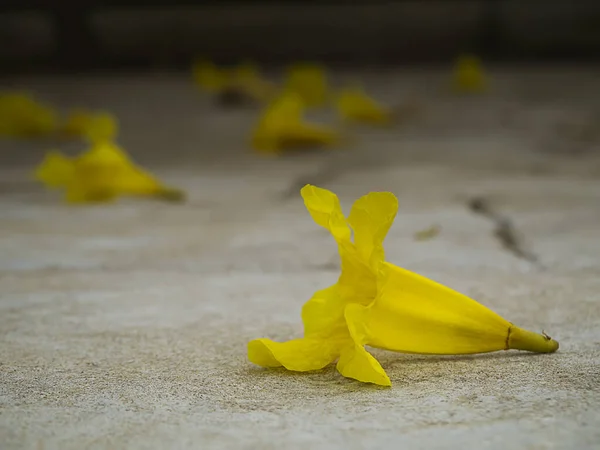 Tabebuia Aurea Květiny Zemi — Stock fotografie