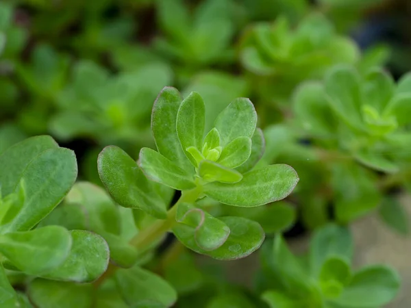 Grüne Blätter Der Portulaca Pflanze Portulaca Oleracea — Stockfoto