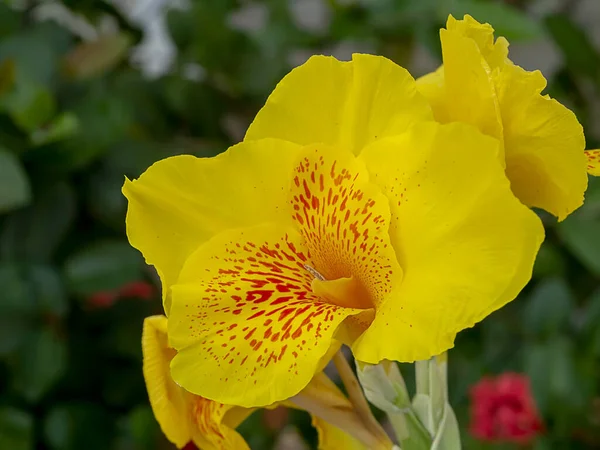 Згорніть Жовту Індійську Квітку Canna Indica — стокове фото