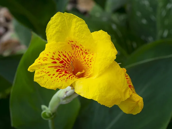 Згорніть Жовту Індійську Квітку Canna Indica — стокове фото