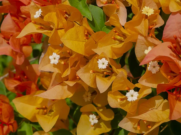 オレンジ色の紙の花やブーゲンビリアの花の閉鎖 ブーゲンビリア グラブラブラ チョワジー — ストック写真