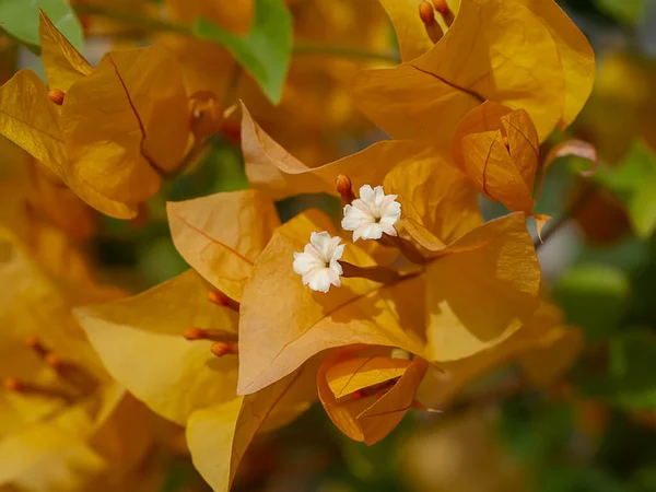 ดอกไม กระดาษส มหร อดอกไม Bougainvillea Bougainvillea Glabra Choisy — ภาพถ่ายสต็อก