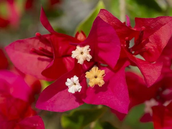 Close Red Paper Flower Bougainvillea Flower Bougainvillea Glabra Choisy — Stock Photo, Image