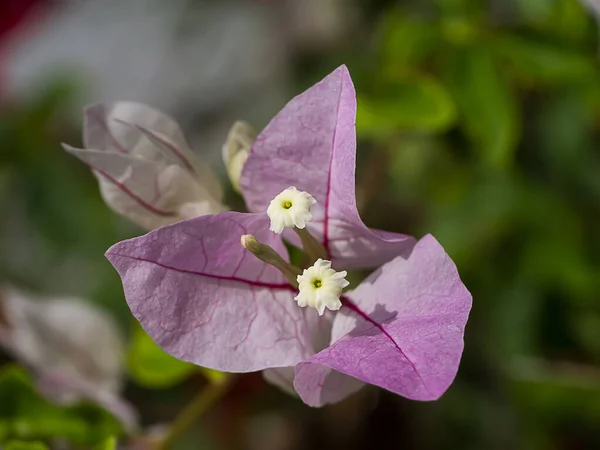 ピンク色の紙の花やブーゲンビリアの花の閉鎖 ブーゲンビリア グラブラ チョワジー — ストック写真