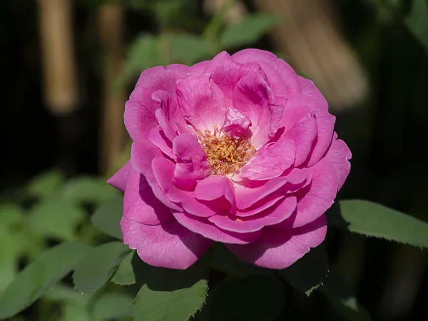 Розовый Цветок Дамаск Роуз Rosa Damascena — стоковое фото