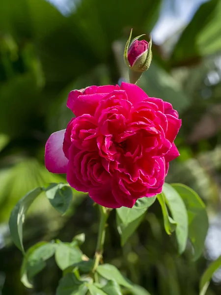 Ροζ Του Άνθους Νταμασκ Ρόουζ Rosa Damascena — Φωτογραφία Αρχείου
