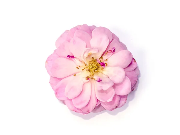 白い背景にミニ フェアリー バラの花 Rosa Chinensis Jacq を閉じます — ストック写真