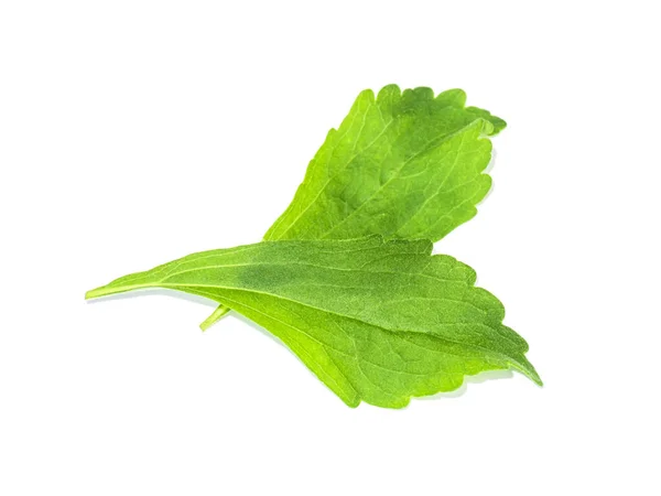 Verse Stevia Rebaudiana Bertoni Bladeren Witte Achtergrond — Stockfoto