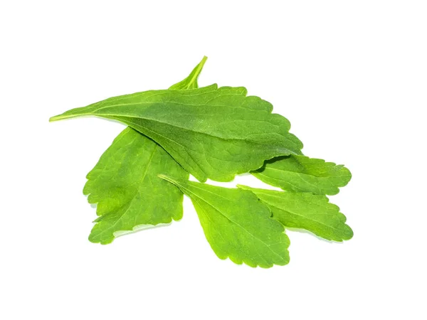 Hojas Frescas Stevia Rebaudiana Bertoni Sobre Fondo Blanco —  Fotos de Stock