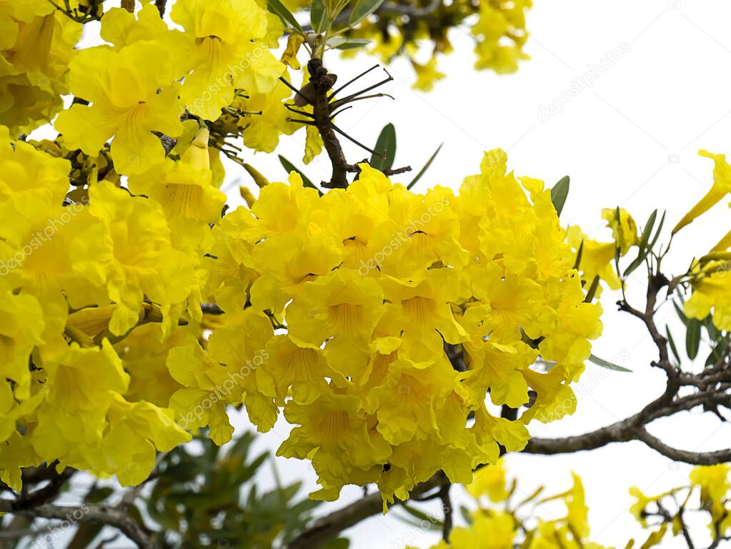 Tabebuia aurea flowers blooming on green leaves and tree branches in the garden.