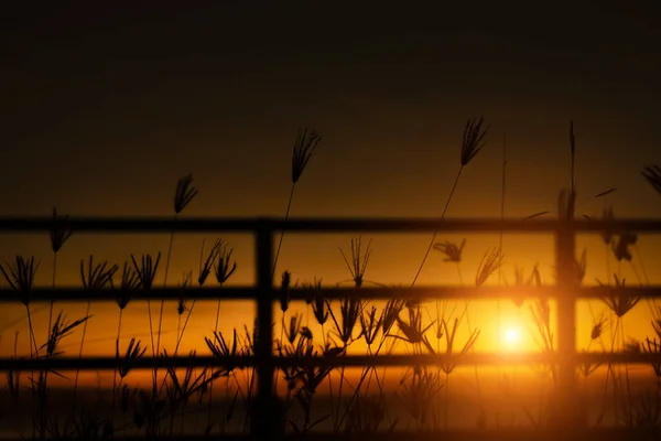 Silhouette Flower Grass Sunlight Orange Sky Background — Stock Photo, Image