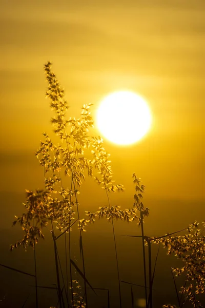 Silhouette Flower Grass Summer Sunset Background — Stock Photo, Image