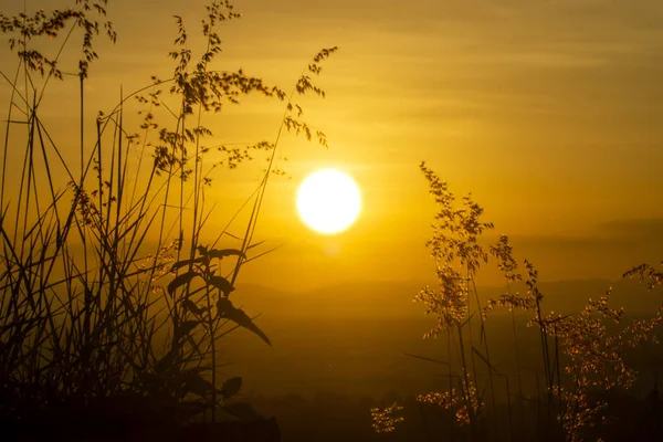 Siluet Bunga Rumput Musim Panas Dengan Latar Belakang Matahari Terbenam — Stok Foto