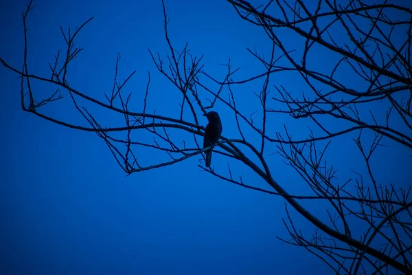 Silhouette Small Bird Branch Deep Blue Sky — Zdjęcie stockowe