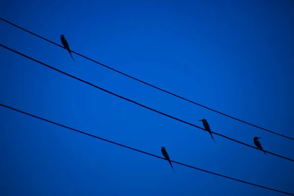 Bird Power Lines Deep Blue Color — Stock Photo, Image