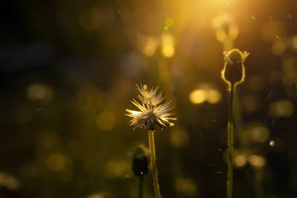 Soft Focus Seeds Coat Buttons Mexican Daisy Flower Sunlight Floating — Stock Photo, Image