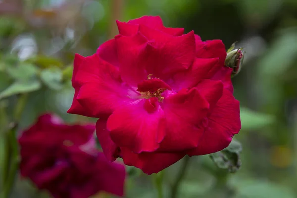 Zamknij Czerwony Kwiat Róży Rosa Damascena — Zdjęcie stockowe